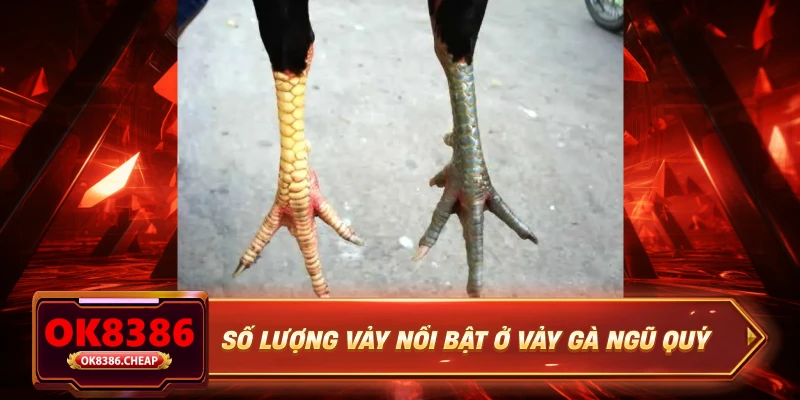 Số lượng vảy nổi bật ở vảy gà ngũ quý