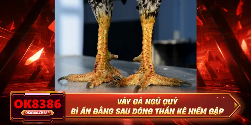 Vảy Gà Ngũ Quý - Bí Ẩn Đằng Sau Dòng Thần Kê Hiếm Gặp